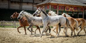 На Киевщине покажут уникальных древних животных